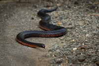 Pakobra cervenobricha - Pseudechis porphyriacus - Red-bellied Black Snake 8323